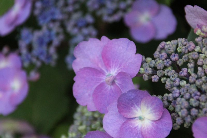 slideshow